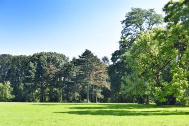 yeşil çayır ile Park sahne