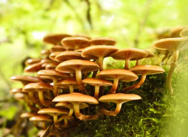 bir ormandaki taze mantar