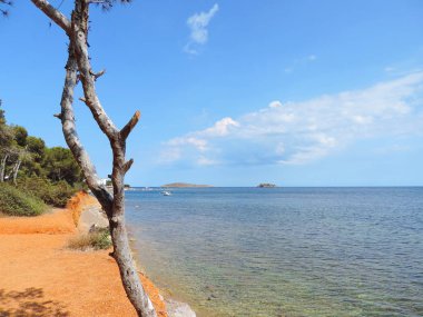 Çam ağacı bir kıyı şeridi veya plaj