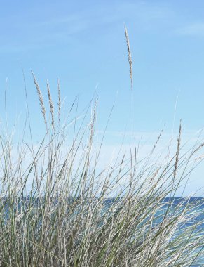 Sazlık ile plaj sahnesi