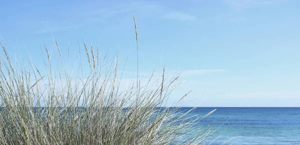Scena di spiaggia con canne — Foto Stock