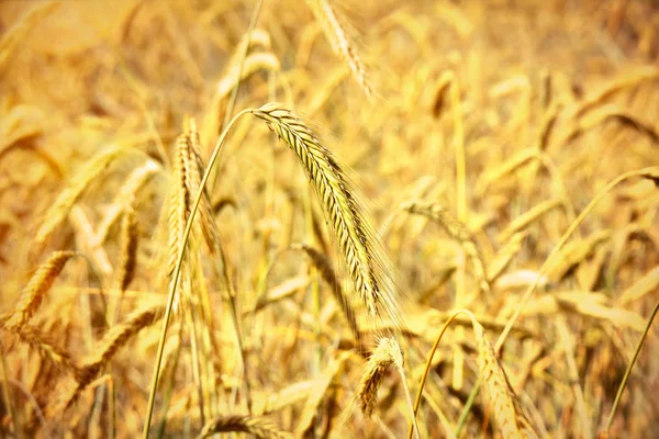 Campo de trigo dourado — Fotografia de Stock