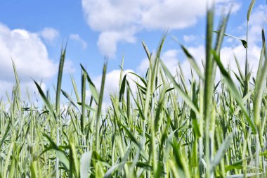 Yeşil buğday veya çavdar alanı