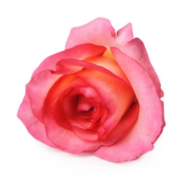 pembe Gül çiçek kafa