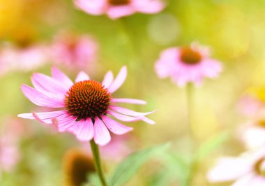 Güneşin pembe coneflowers
