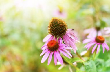Güneşin pembe coneflowers 