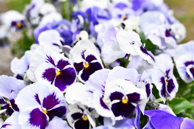 Mavi ve beyaz ibne çiçekler