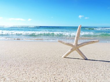 Plaj sahne ve sun'ın deniz yıldızı 