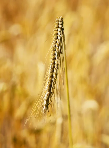 Güneşte olgunlaşmış tahıl bitkiler — Stok fotoğraf