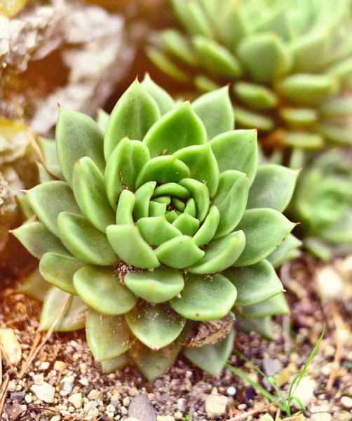 选择性焦点的肉质植物 — 图库照片