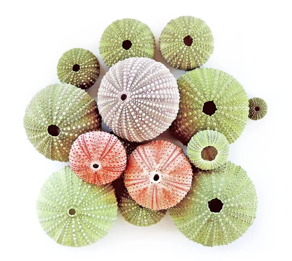 Çok renkli deniz kestanesi, izole