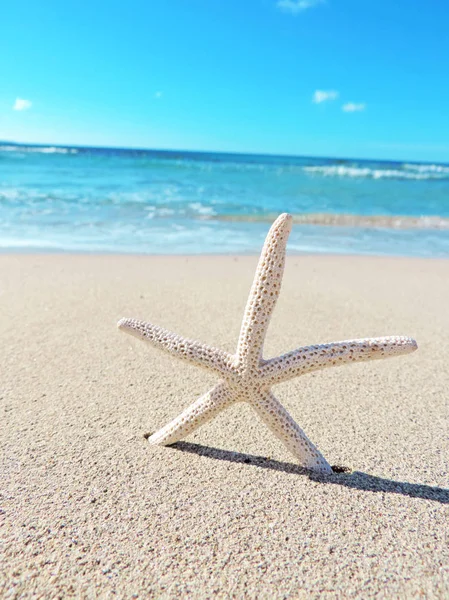 Estrella de mar en la playa, fondo de playa —  Fotos de Stock