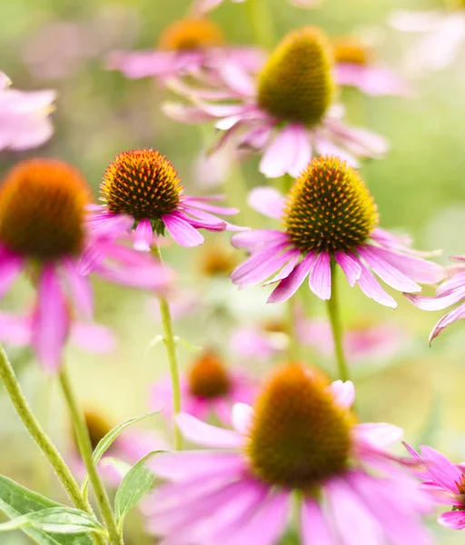 Coneflowers rosa al sole — Foto Stock