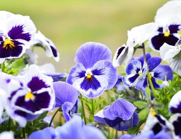 Modré a bílé květiny, maceška — Stock fotografie