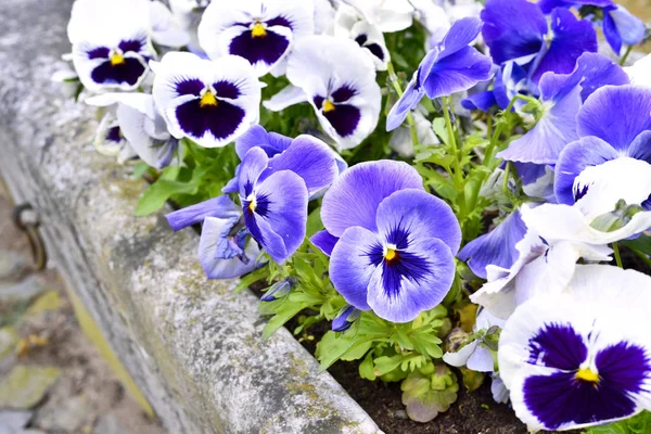 Fiori di ansy blu e bianchi — Foto Stock