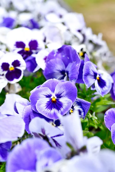 Modré a bílé květiny, maceška — Stock fotografie