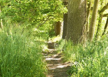 Bahar mahallinde pastoral orman
