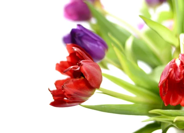 Bouquet de tulipes multicolores — Photo