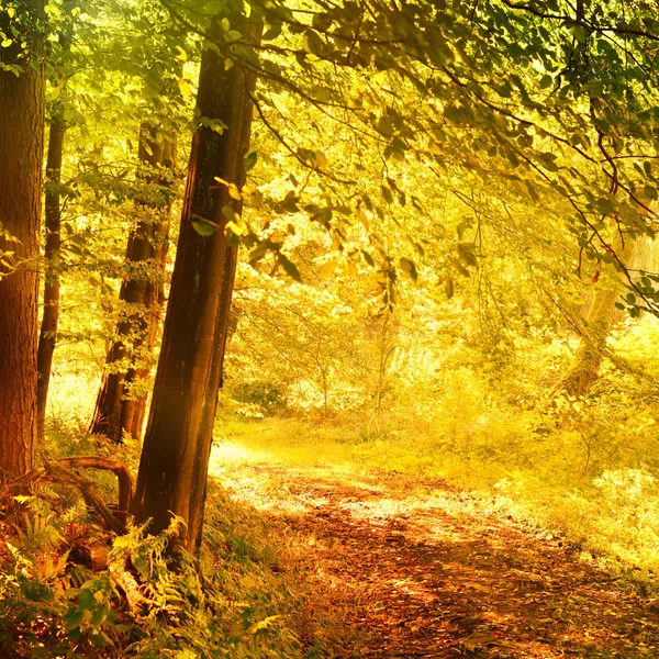 Idyllischer Fußweg durch den Wald im Herbst — Stockfoto