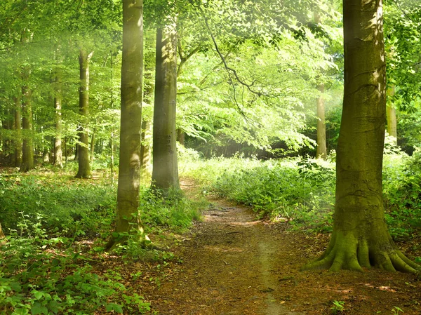 Idyllische wandelpad door een bos — Stockfoto