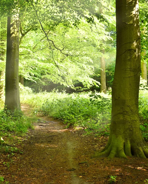 Idyllische wandelpad door een bos — Stockfoto