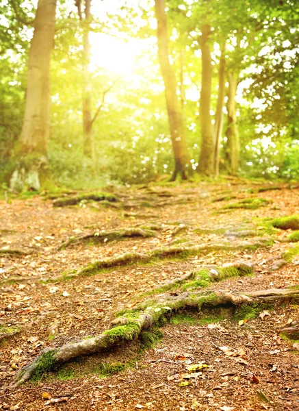 Skogen med gyllene sunbeam — Stockfoto