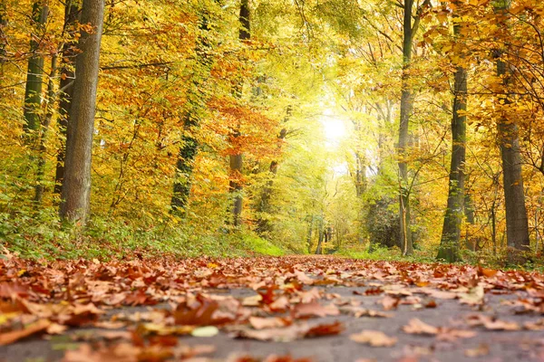 Idyllische bossen scène bij herfst — Stockfoto