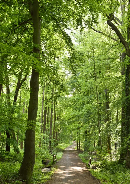 Vandringsled i en skog med smidig solljus — Stockfoto