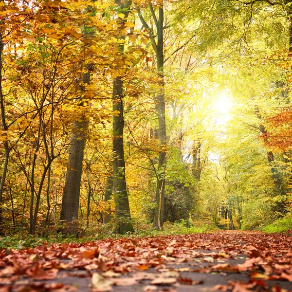 Idyllische bossen scène bij herfst — Stockfoto