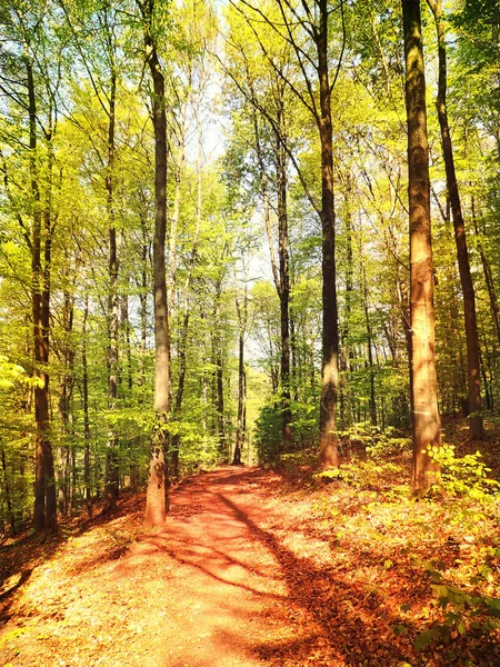 Idyllische Waldlandschaft im Herbst — Stockfoto