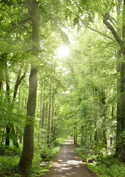 Patika yumuşak güneş ışığı ile bir ormanda