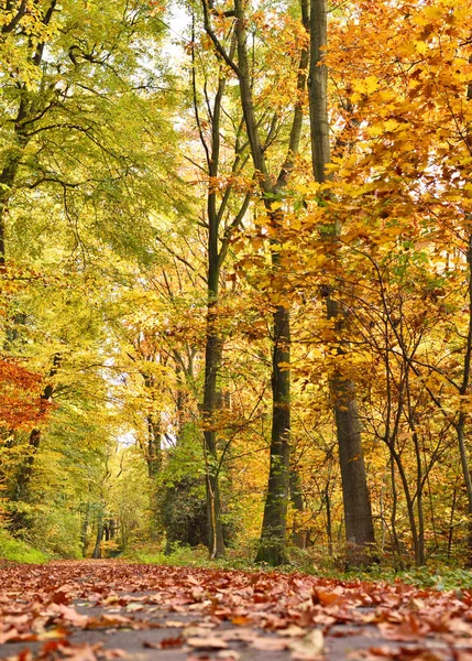 Herbstlicher Waldweg mit bunten Bäumen — Stockfoto