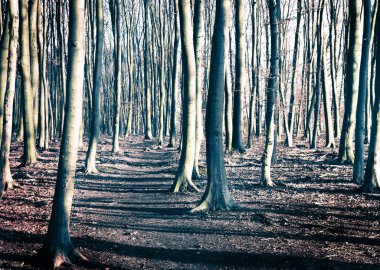 Ağaç gövdeleri ve güneş ışığı ile orman sahne