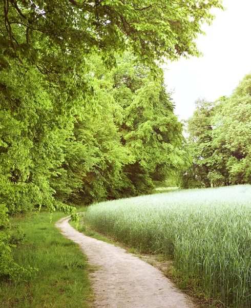 Idyllische wandelpad in de velden — Stockfoto