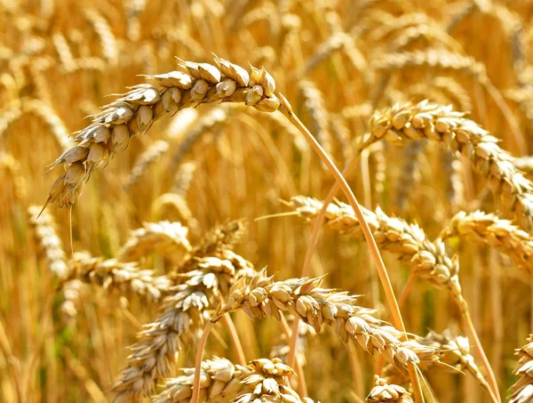 Золотое пшеничное поле под золотым солнцем — стоковое фото