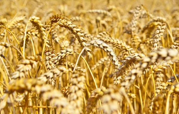 Золотое пшеничное поле под золотым солнцем — стоковое фото