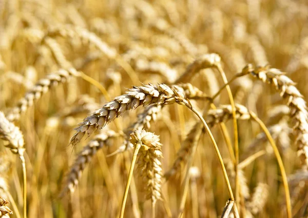 Campo de trigo dourado no sol dourado — Fotografia de Stock