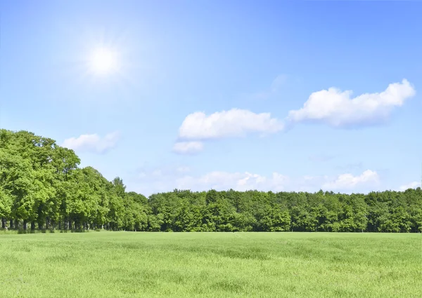 Prairie verte et ciel bleu — Photo