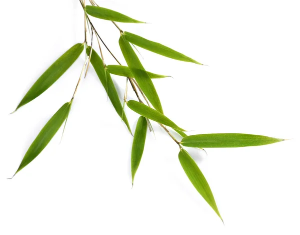 Green bamboo leaves — Stock Photo, Image