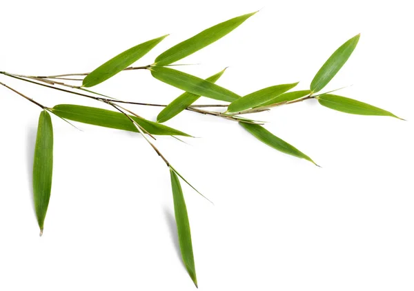 Yeşil bambu yaprakları