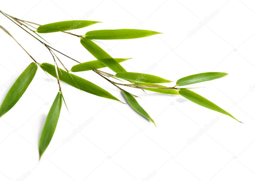 Green bamboo leaves, isolated