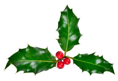 Holly köşe, Noel dekorasyon