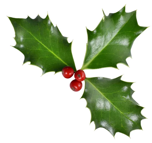 Canto de azevinho, decoração de Natal — Fotografia de Stock