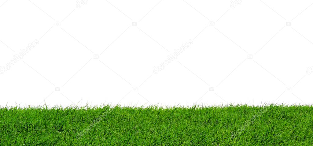 Green grass background, isolated 