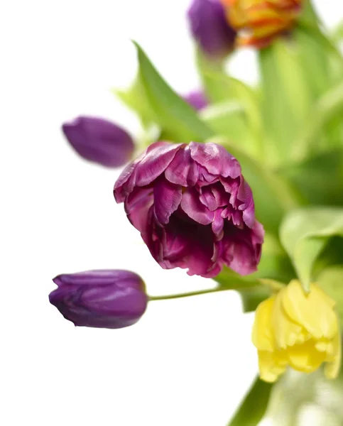 Bouquet de fleurs de tulipes violettes — Photo