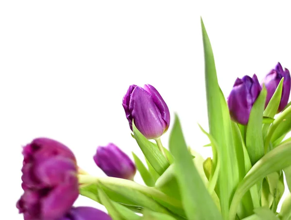 Bouquet de fleurs de tulipes violettes — Photo