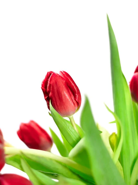 Bouquet de fleurs de tulipes rouges — Photo