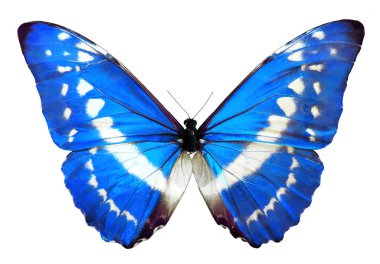 Blue Morpho Helena butterfly clipart
