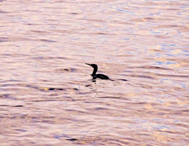 Karabatak Kuşu ya da ördek siluet