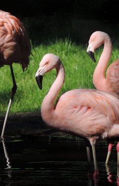 pembe flamingolar grubu